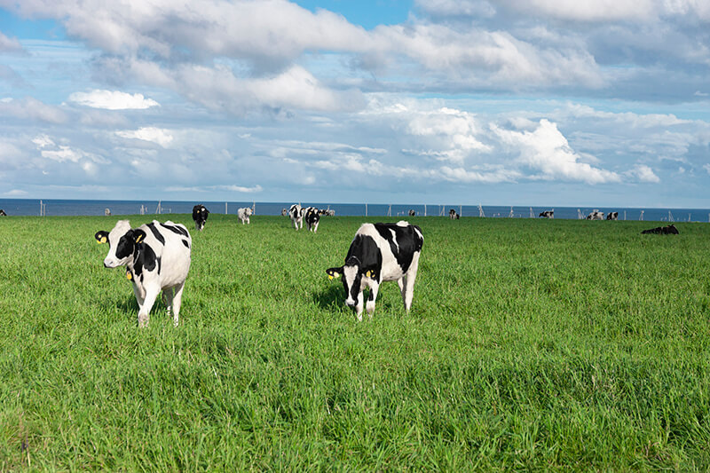 猿払村の牛と海